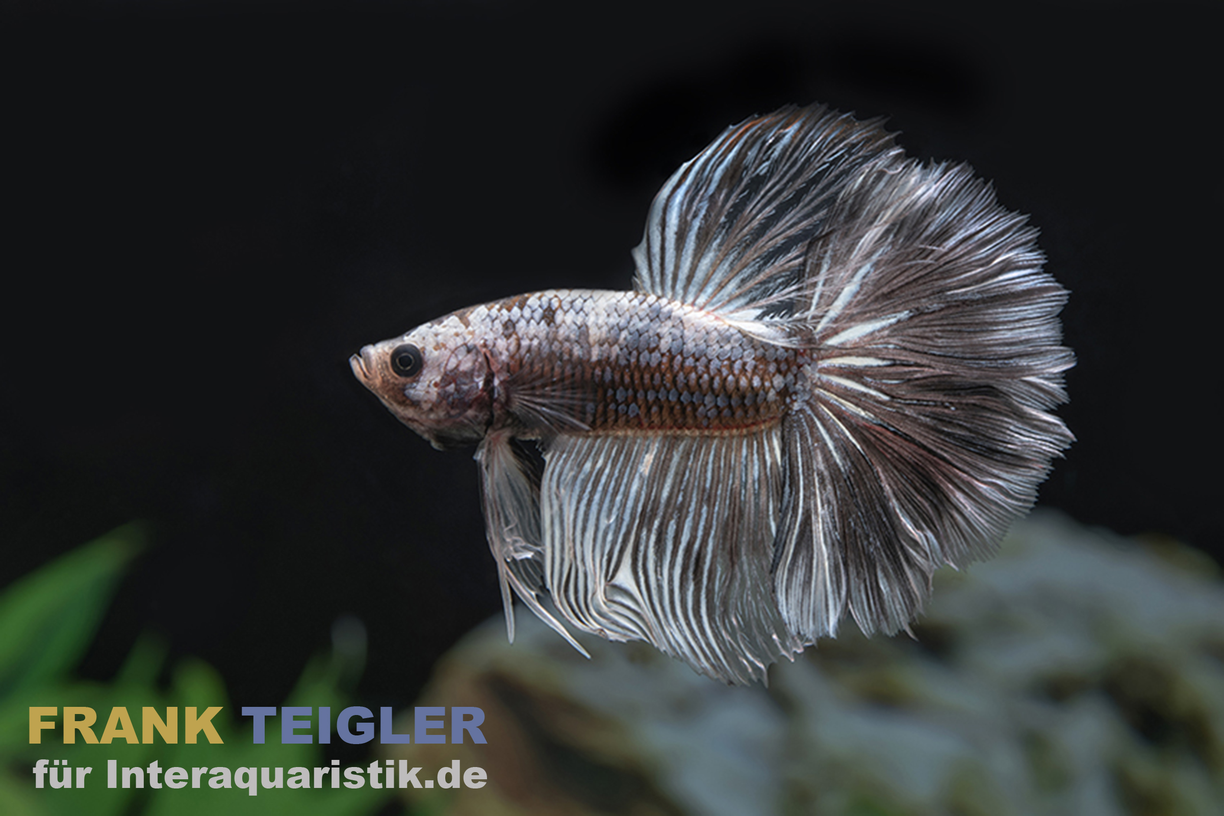Halfmoon Kampffisch Grizzle, Männchen, Betta splendens